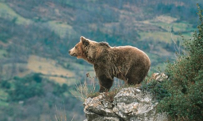 Oso Pardo de Asturias